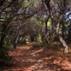 Un sentiero ombreggiato attraversa una pineta.