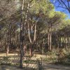 Un bosco di alberi alti e sottili sotto un cielo blu.